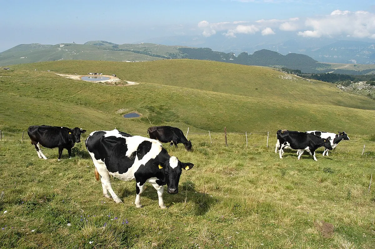 Mucche al pascolo sugli altipiani della Lessinia