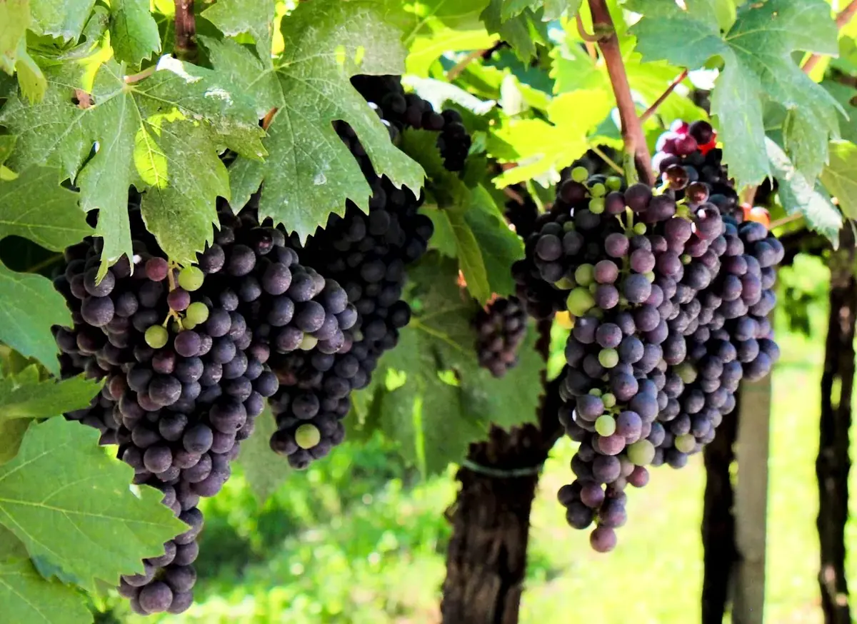 Grappoli di uva Corvinone in un vigneto della Valpolicella
